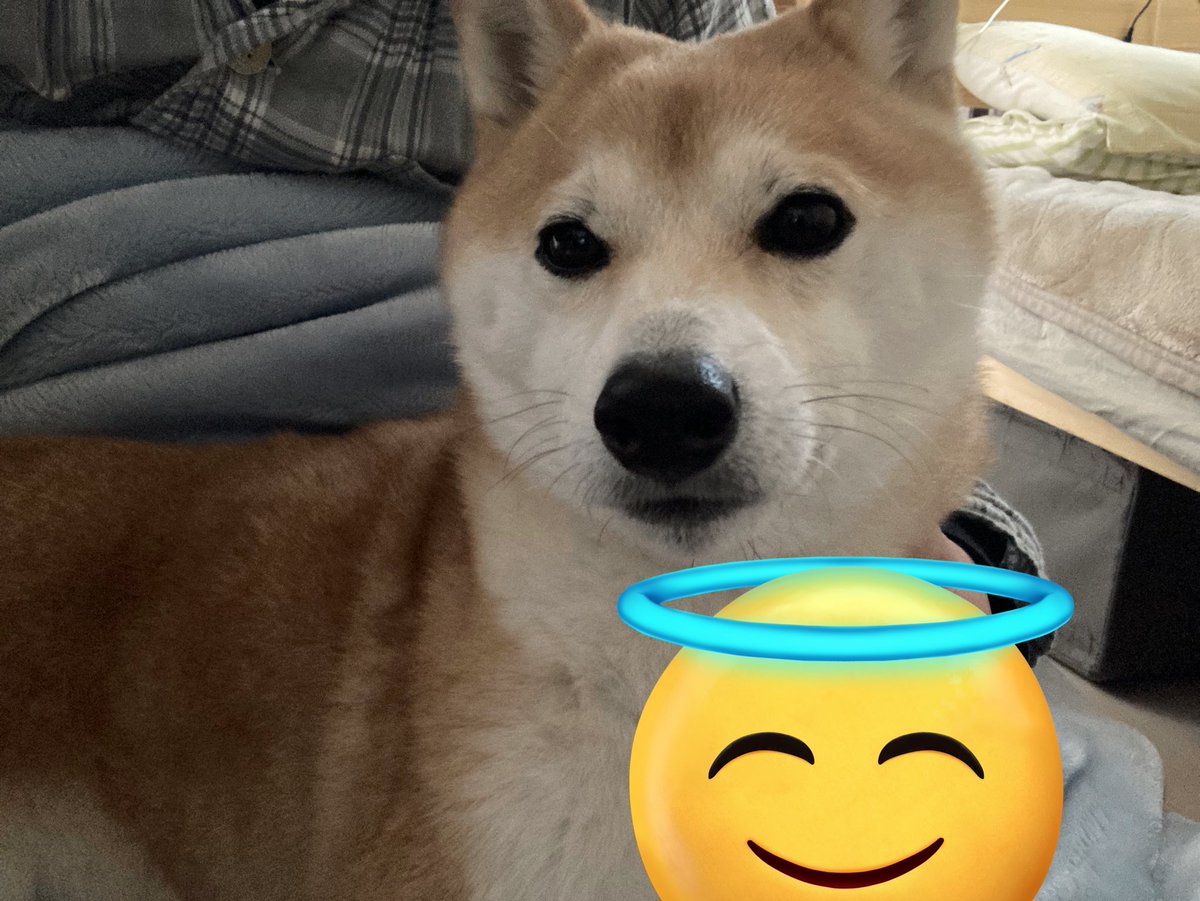 Acrop_'s tweet photo. もふちゃん https://t.co/l5kbc1r1uz