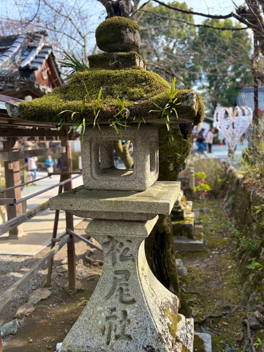 ネコ鉄ツアーズ@京都 松尾大社ぶらぶら🐈…