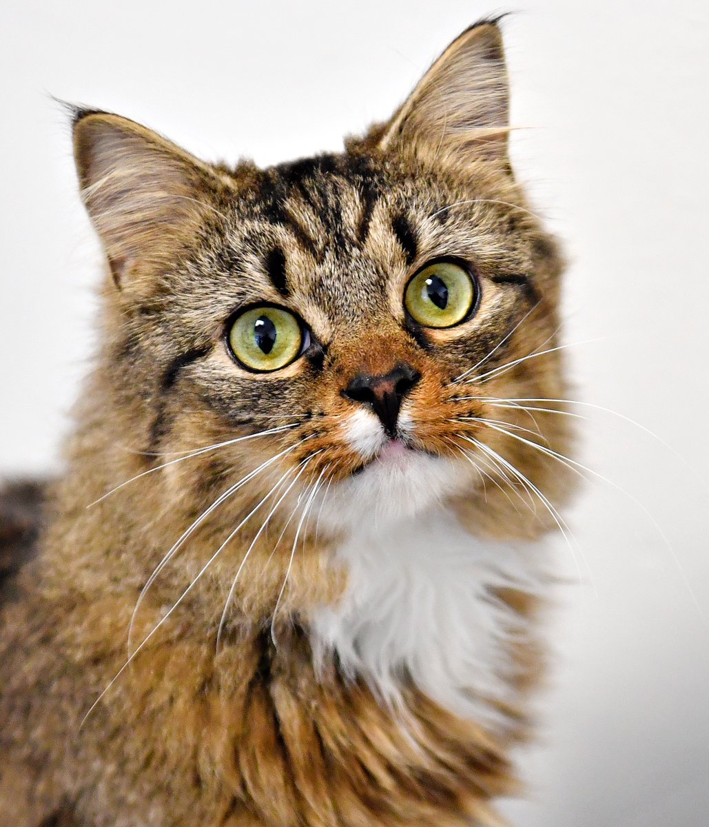 Dawn J. Sagert tweet media