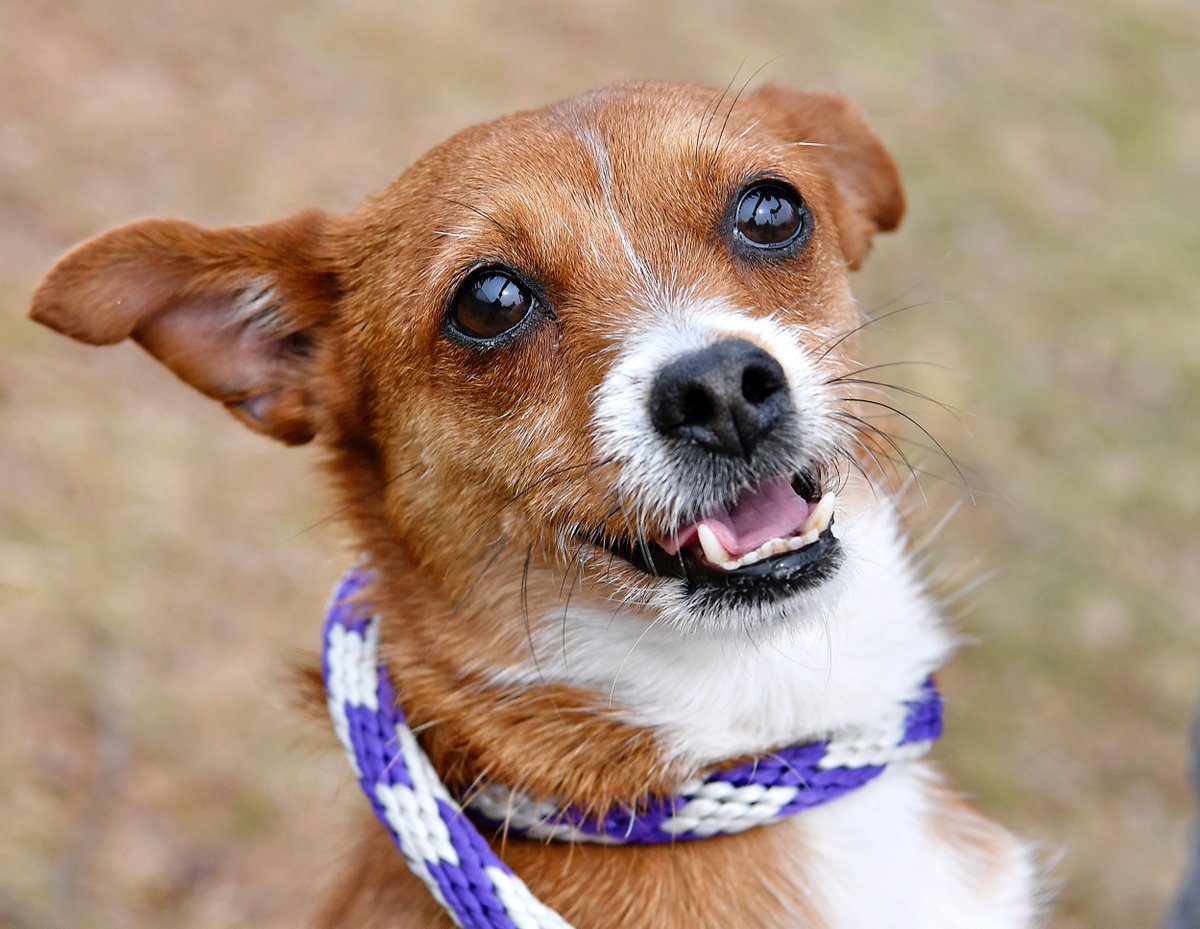 Dawn J. Sagert tweet media