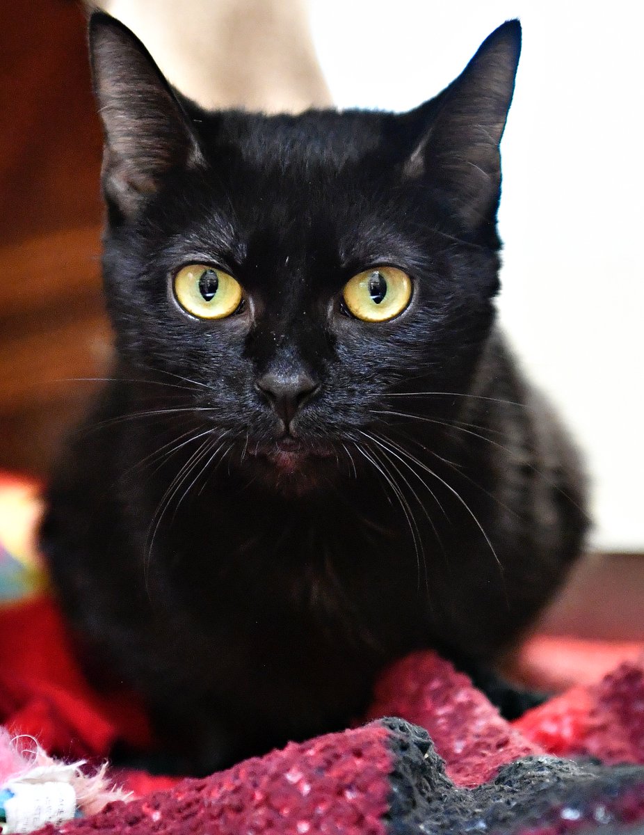 Dawn J. Sagert tweet media