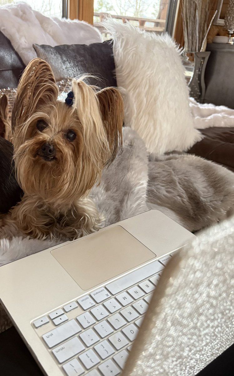 incempirellc's tweet photo. Our Miss Bianca flew in from GA to work with Luna and Leah this week. Yorkie Recruiter power 🐾 

🔥We are hiring Swiss Lathe Machinists for Mesa, AZ!
#yorkierecruiter  #Besties  #dogsatwork #recruitinglife #lovemyjob #Hiring #swisslathe #machinists #AZ https://t.co/7KQfvAXVa6