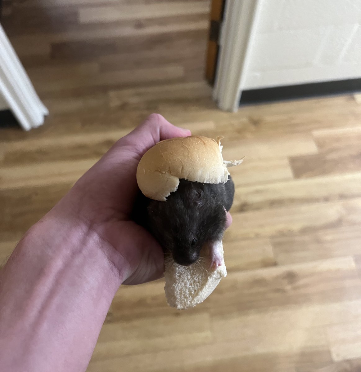 Jayden “Hog Cranker” Daniels tweet media