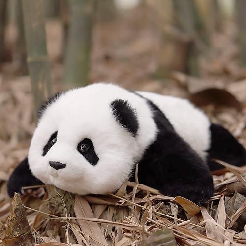 Shio Bambu 🐼 tweet media