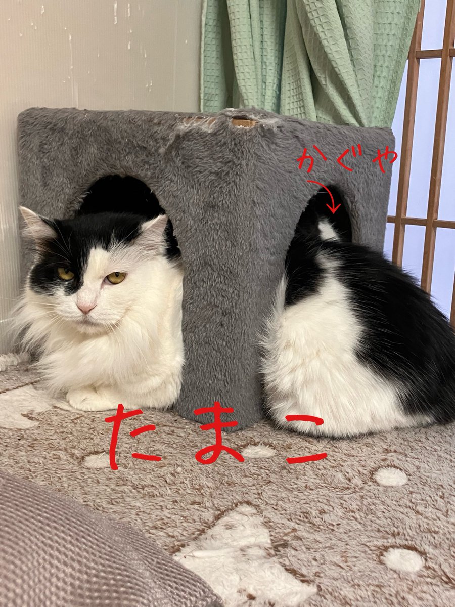 非営利型 一般社団法人 ねこたまご (@nekotamago_) / Posts / X