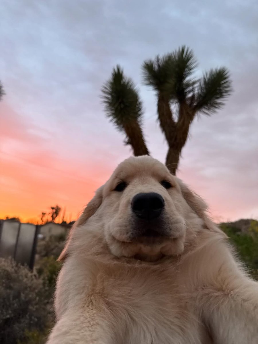 This is Hugo. He just wanted to make sure you didn't miss the sunset. 12/10 thank you Hugo