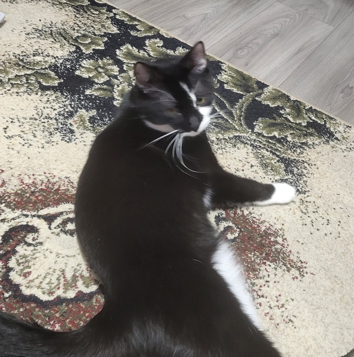 🐾 Știai că și pisicile, câinii și chiar elefanții căscă la fel ca noi?
Căscatul nu e doar semn de somn – ajută la răcirea creierului, crește oxigenul și poate fi un mesaj social. 😸🐘
Căscatul nu e lene – e un mini ritual de supraviețuire și conexiune socială! 🫶