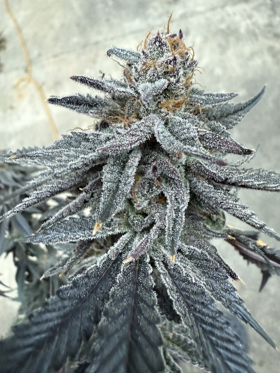 The Green Reaper tweet media