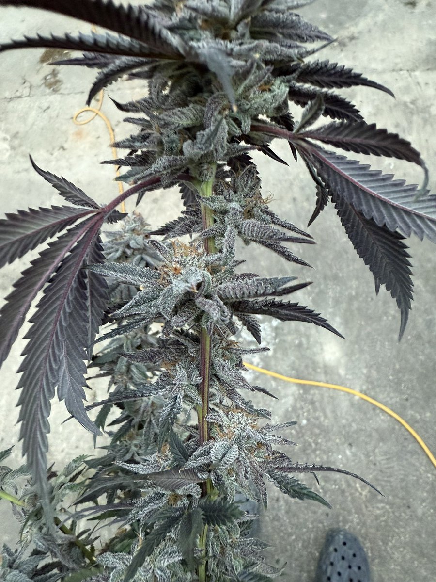 The Green Reaper tweet media