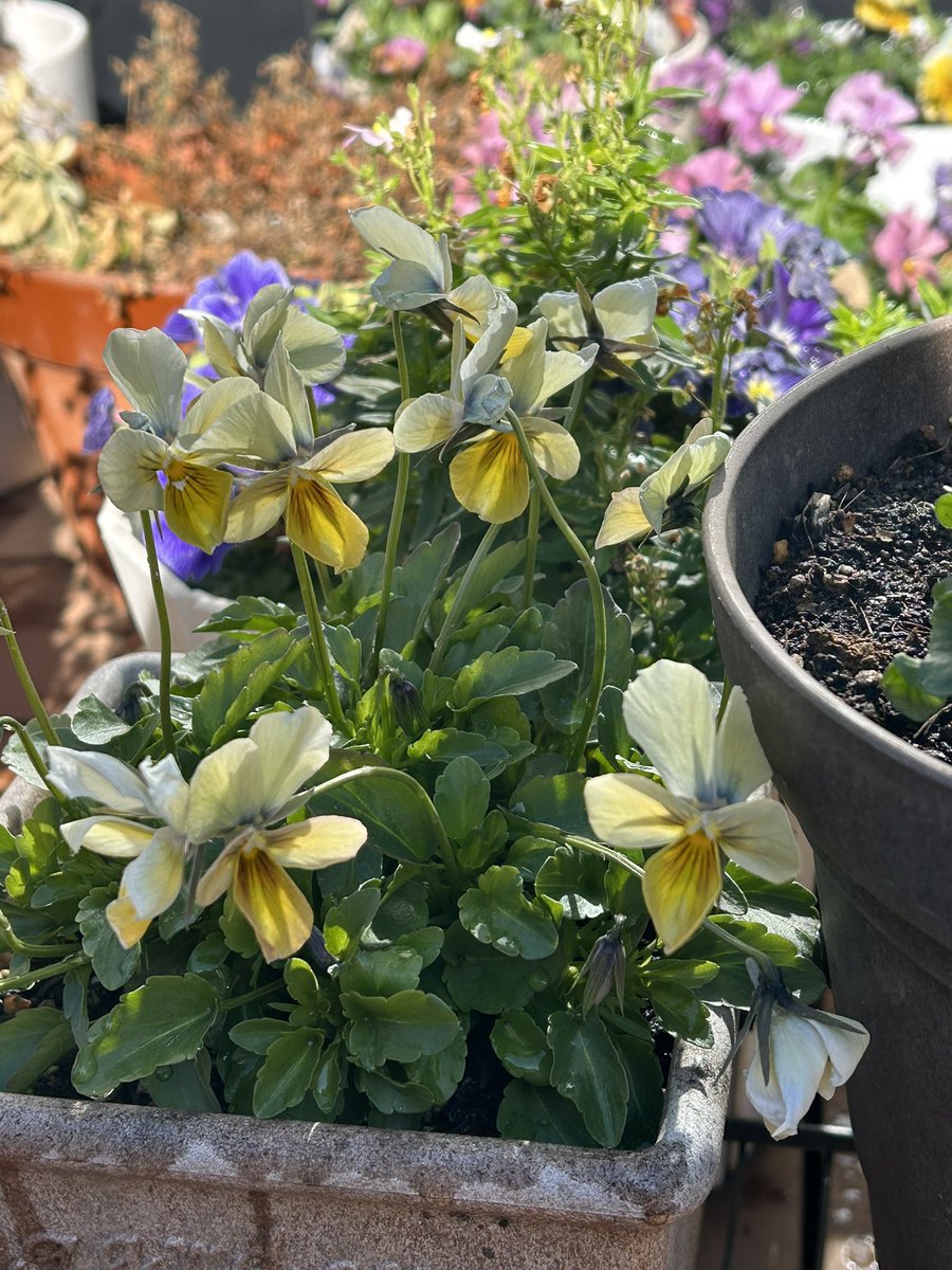 今年は買えないと思ってた「すみれ図鑑」📚2株のみ買えた〜。色味似た