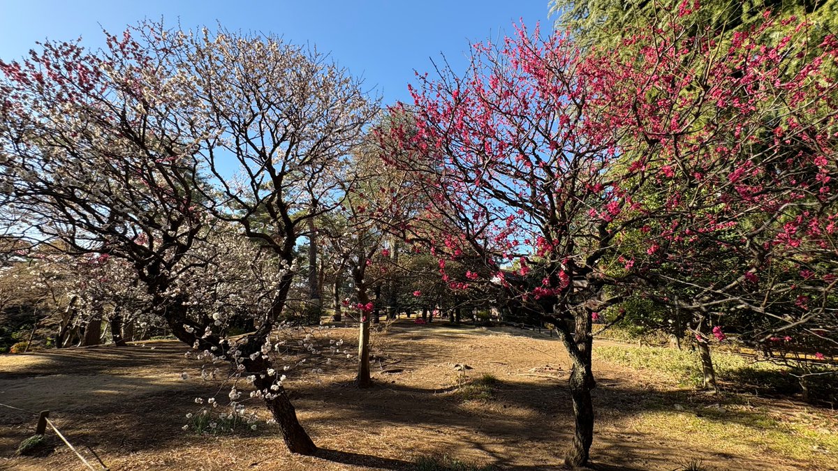 殿ヶ谷戸庭園 (@TonogayatoTeien) / Posts / X