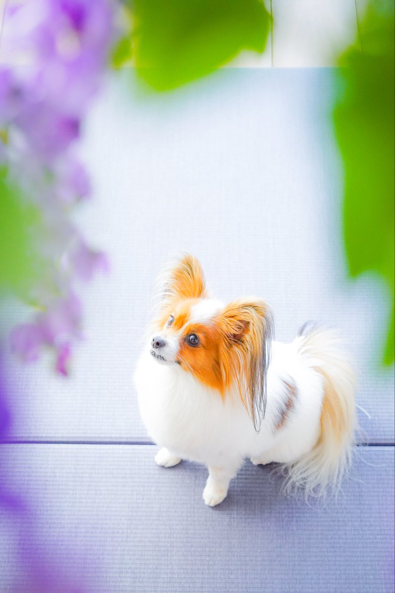_peco0523's tweet photo. 先日スタジオで撮影させて頂いた写真✨
データが届きました♪
素敵な写真🥰
プロはやっぱり違いますね💕
#STUDIOARC
#パピヨン
#ペコ https://t.co/ieG1QJPPGZ