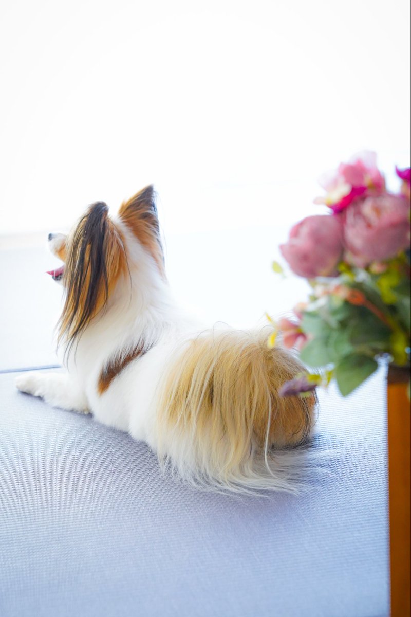 _peco0523's tweet photo. 先日スタジオで撮影させて頂いた写真✨
データが届きました♪
素敵な写真🥰
プロはやっぱり違いますね💕
#STUDIOARC
#パピヨン
#ペコ https://t.co/ieG1QJPPGZ