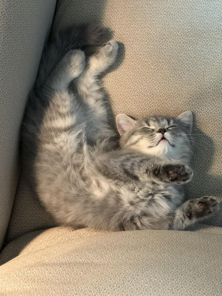 nekocatts's tweet image. 😴