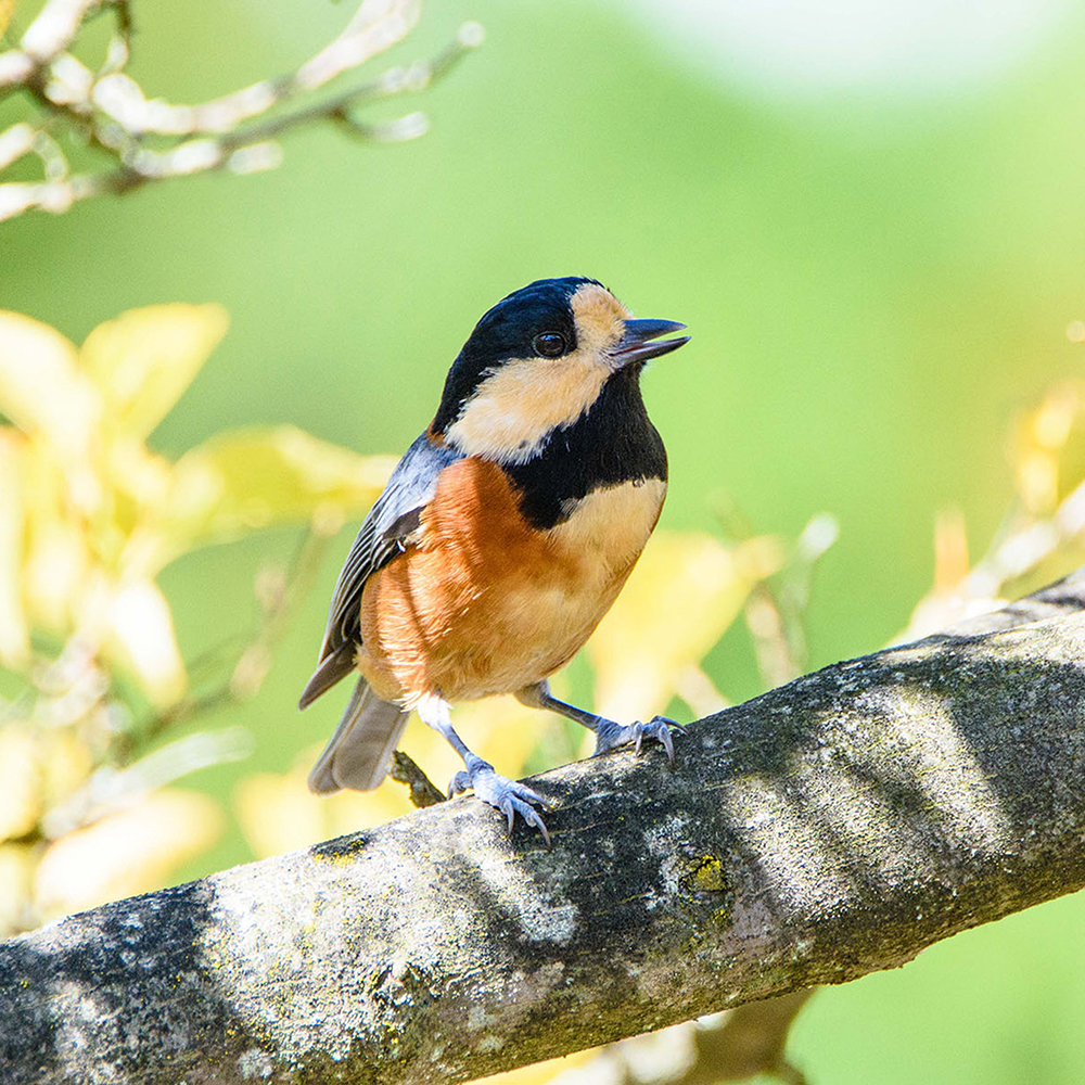 カケスとヤマガラ。©Kazuhiro Ohashi #都市緑化植物園 #とれたてラジオ