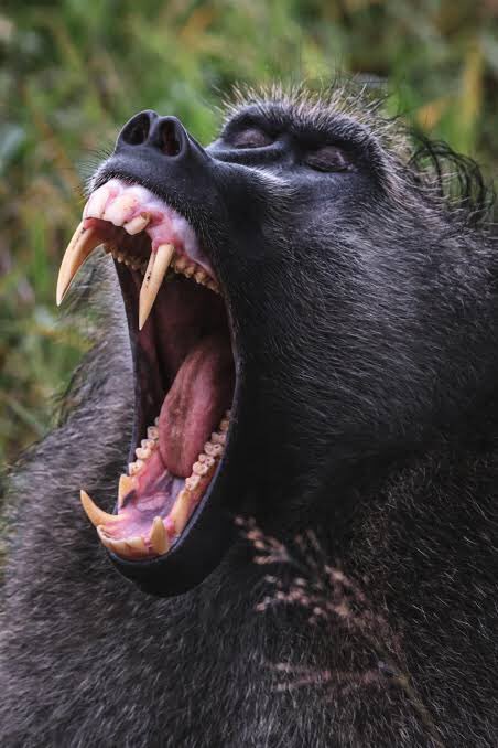 faqatdayiman's tweet image. Odd because the judges aren’t real - anywhere the military already has you marked - keep posting updates about your whereabouts on Fucking TikTok #chinaspecialforces #batcall #worldsdumbestterroristorganization