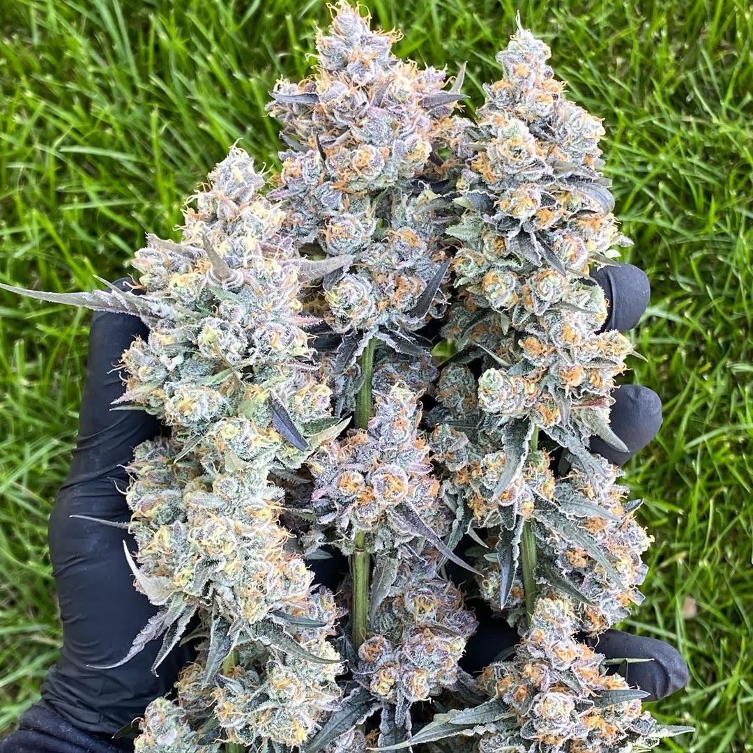 kings Garden tweet media