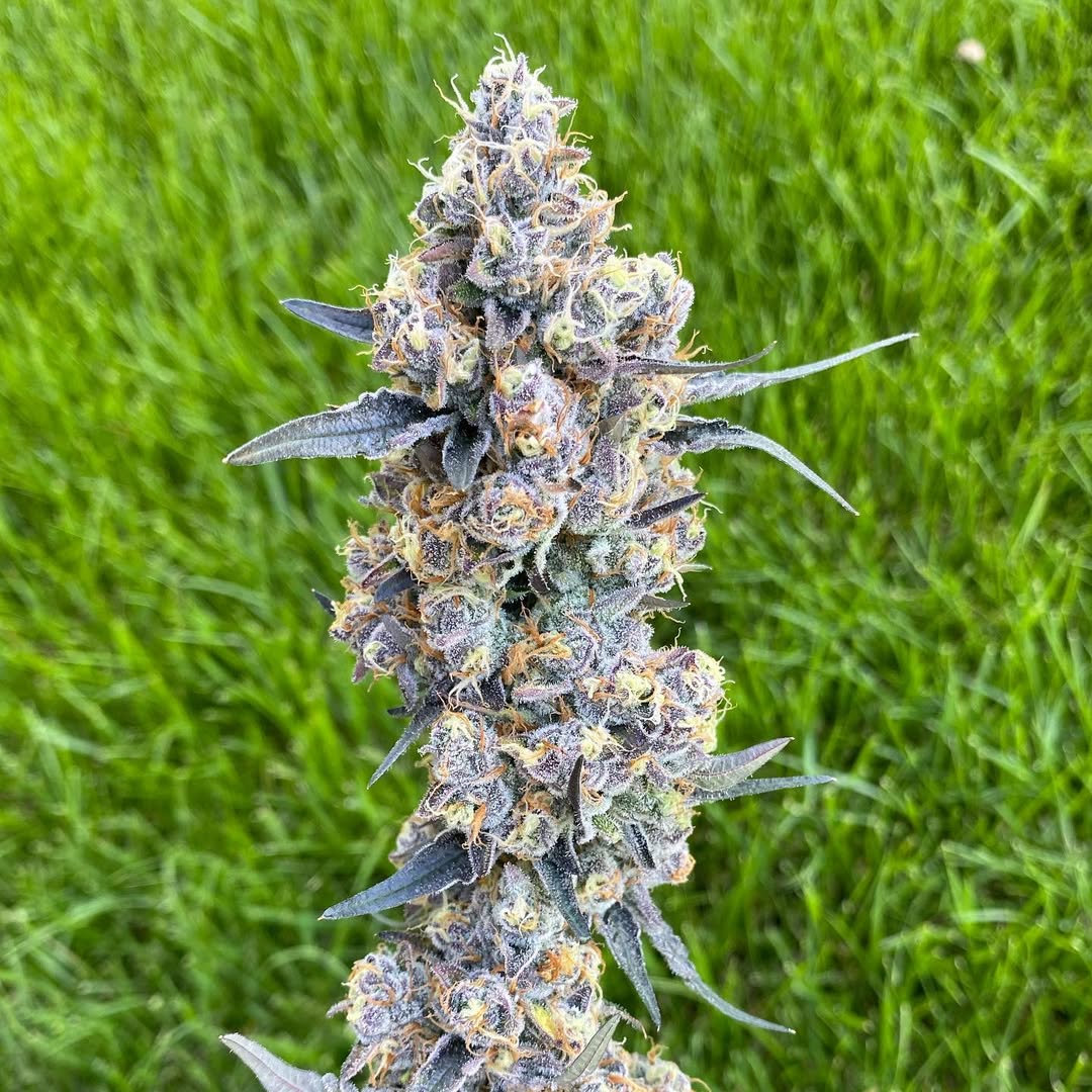 kings Garden tweet media