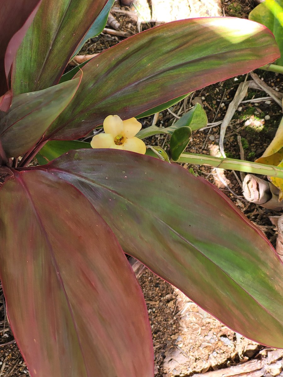 NikokoTee 🌸😺 tweet media