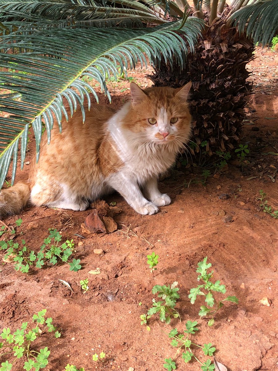 Lovely day dear friends…🌼🌿☕️🐈🧡🤍🧡
My photo 📸

#GoodMorningEveryone 🌼 #CoffeeTime ☕️ #CatsLover 🐈 #BeKindAlways 💛 #PeaceAndLove 🕊️