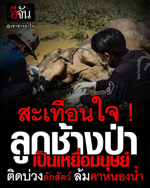 เวทนา...ช้างป่าเขาอ่างฤาไน ติดบ่วงดักสัตว์ ล้มกลางป่าอย่างเดียวดาย หัวหน้าเขตฯ วอนนักล่า หยุดการกระทำที่ผิดกฎหมาย อ่านข่าวต่อ : ejan.co/news/17j446but…