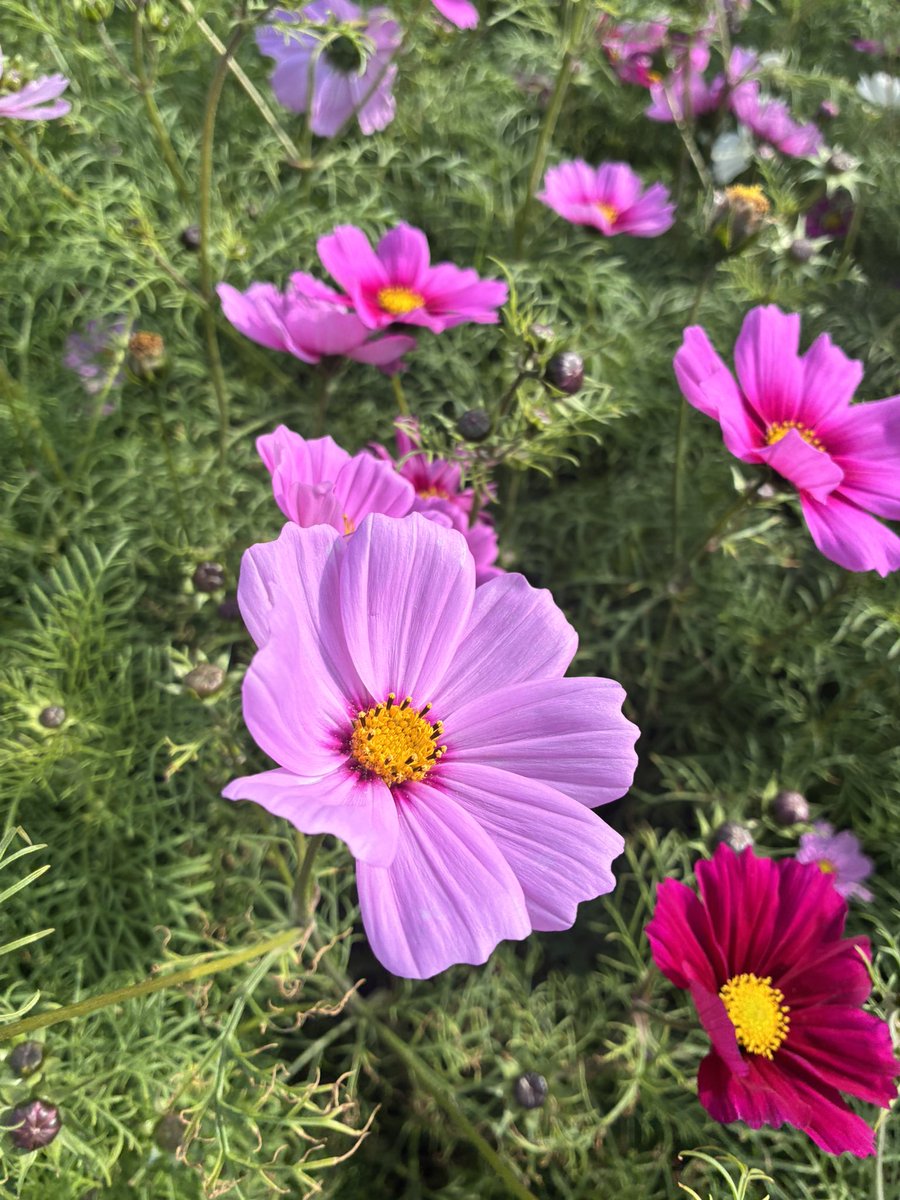 コスモス💕💕💕