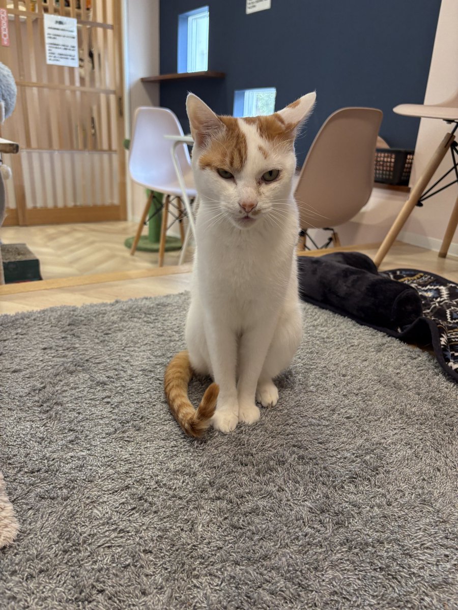 Post by 譲渡型保護猫Cafe あおねこ(新潟県田上町) on X: あくびちゃん