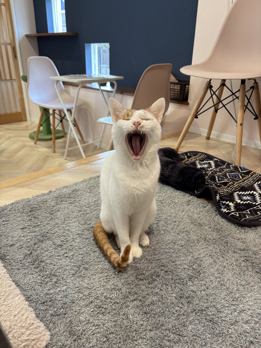 Post by 譲渡型保護猫Cafe あおねこ(新潟県田上町) on X: あくびちゃん
