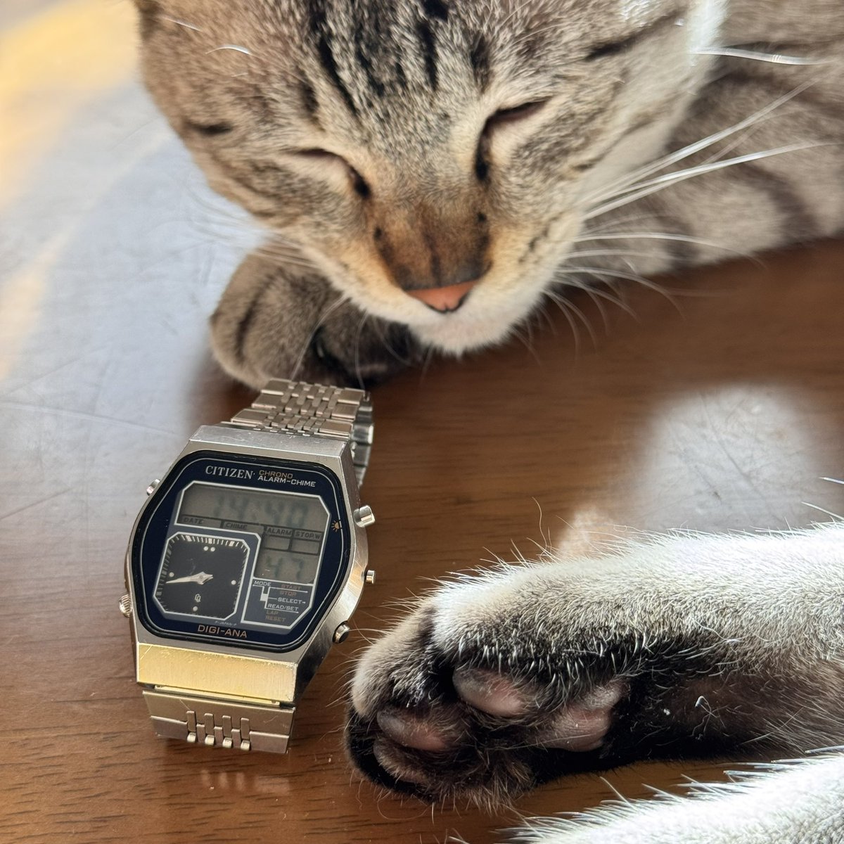 先日、ズボンのポケットに入れっぱなしで洗濯してしまったデジアナ