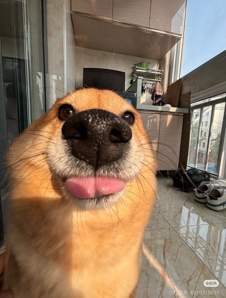 everything dogs 🐶 tweet media