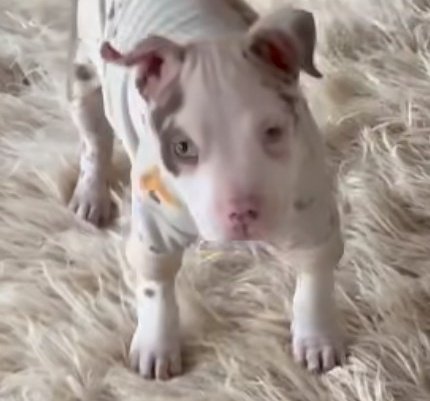 Tuna-Chan Angel 88 (@kikuhara_8) on Twitter photo 