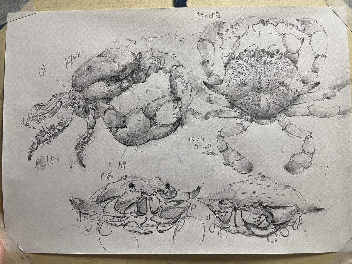 丸山　大樹 (@taijumaruyama) on Twitter photo 