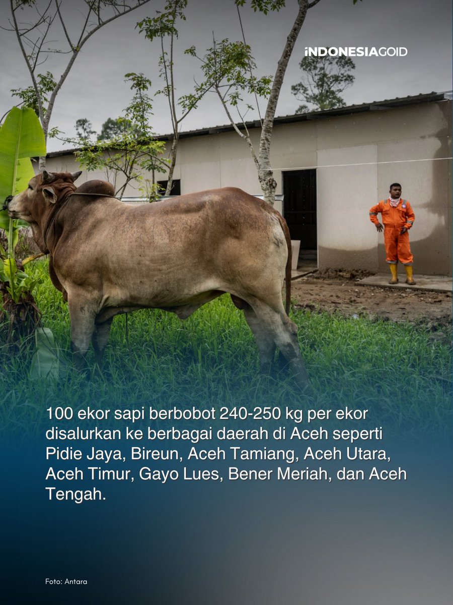 indonesiago_id's tweet image. Menyambut Ramadan 1447 H, Baznas mendistribusikan 100 ekor sapi bagi masyarakat terdampak banjir bandang di Aceh. Bantuan ini bertujuan memastikan tradisi Meugang tetap berjalan di tengah masa pemulihan bencana. 🐄🌙

#Baznas #Meugang #Aceh #Indonesiagoid