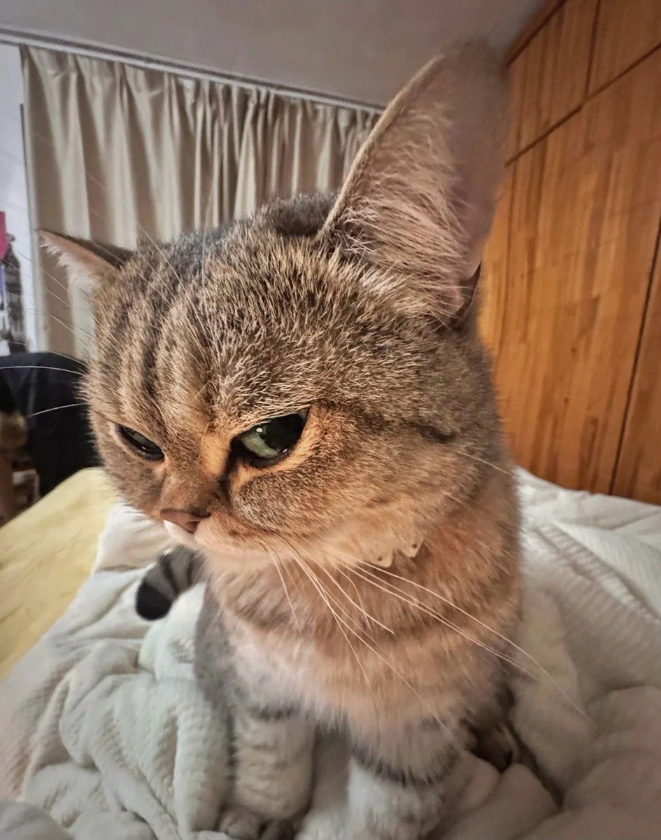 nocontextscats's tweet image. 🤨