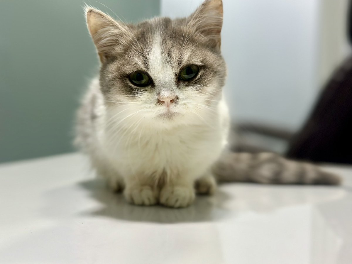 Collon | Comm ask first tweet media