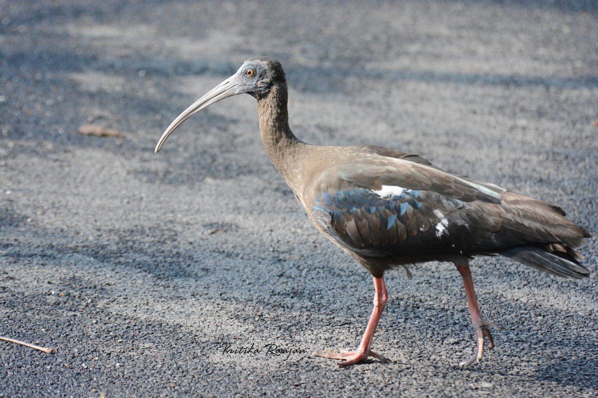 KritikaRanjan6's tweet photo. Red Naped Ibis 
Pilibhit Tiger Reserve, January'26 
#IndiAves #birds #nature #naturephotography #photooftheday #Photography #photographylovers #wildlifebirds #wildlifephotography #wildlife #incredibleindia #bbcwildlifepotd #natgeowildlife #natgeoyourshot @IndiAves @PilibhitR https://t.co/YuSQdizxTD