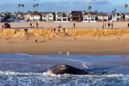 CodeThreeNews's tweet image. 🌊 A 30 Foot dead whale has washed ashore near 11th St. in #NewportBeach. The whale is estimated to weigh somewhere near 10-11 tons. Marine mammal experts said they are hoping another storm expected Thursday will pull the carcass back out to sea. If that does not happen, they