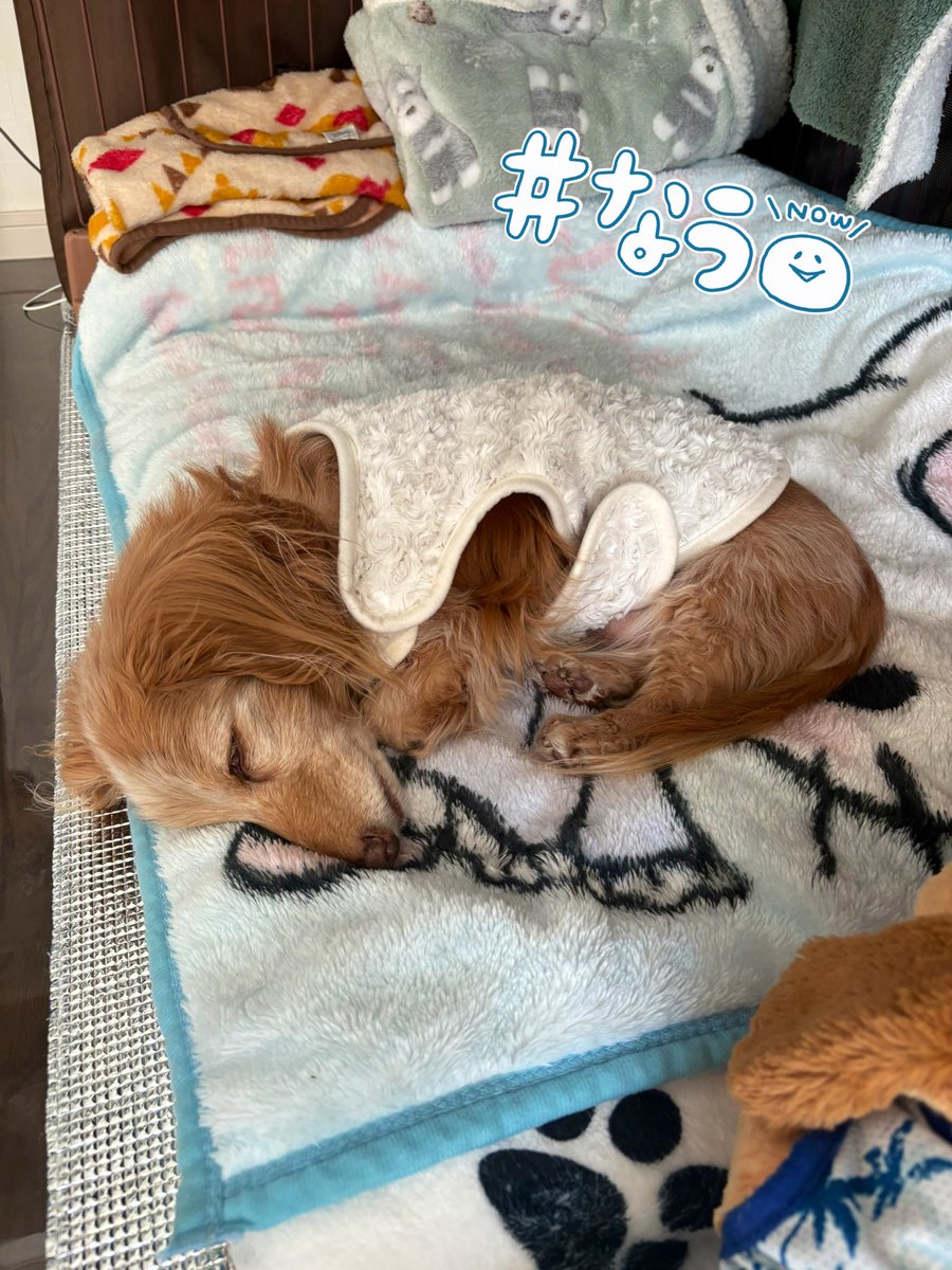 ゆきんこ🌸 (@Yukinko0520) / Posts / X