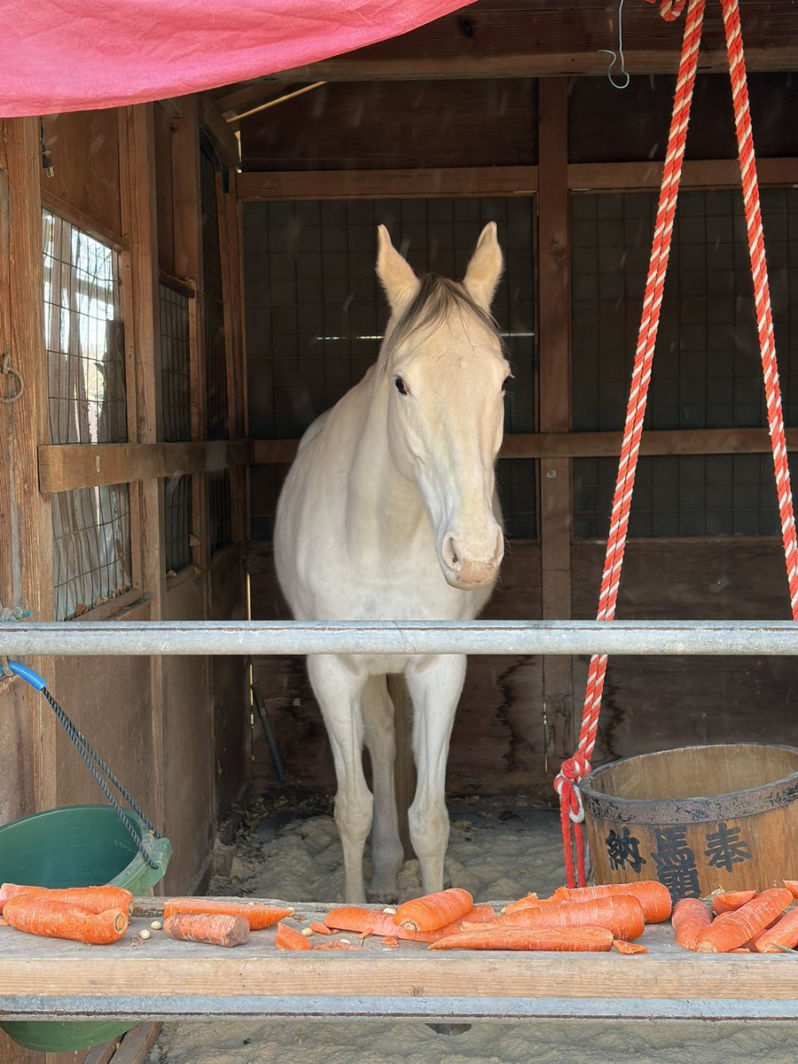 ニンジン🥕食い飽きた神馬