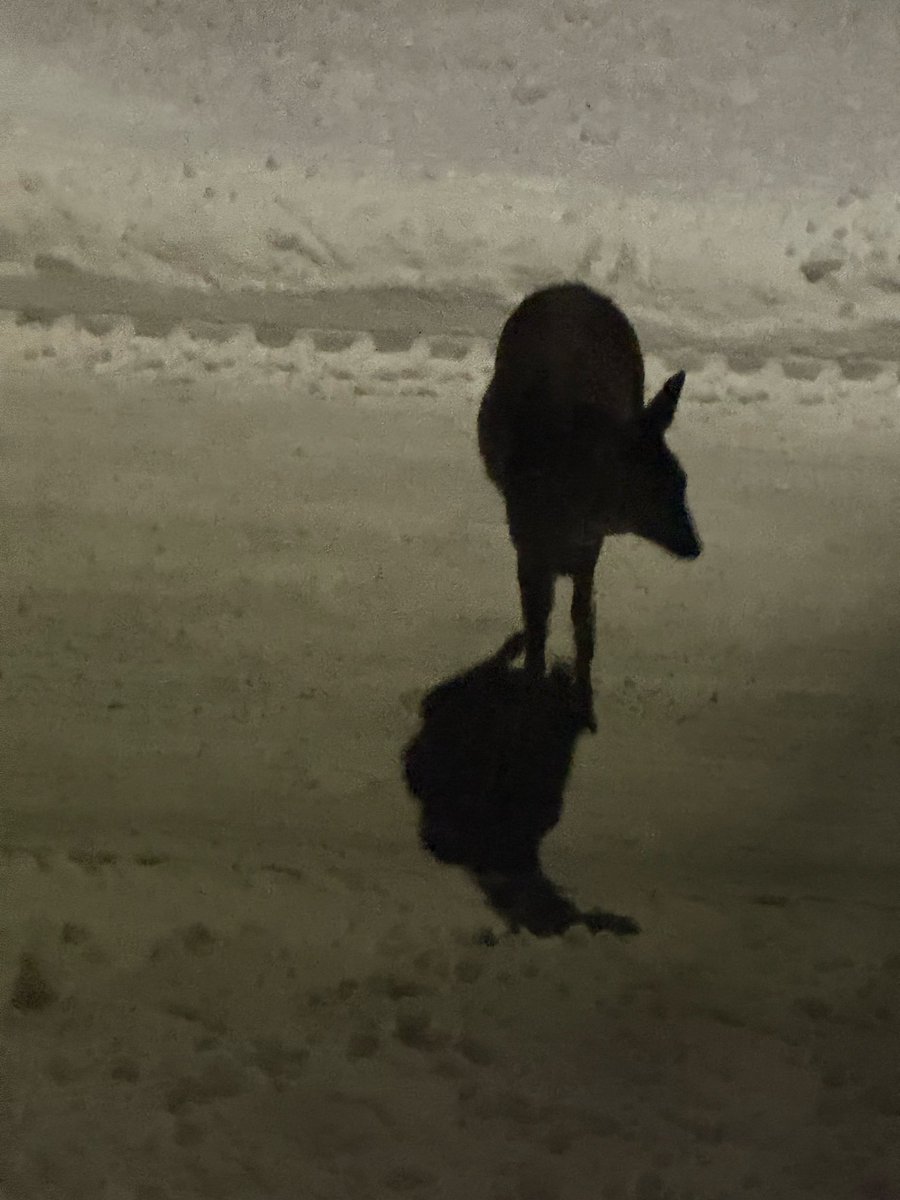 A little deer was out looking for something to eat this morning! Magic moment