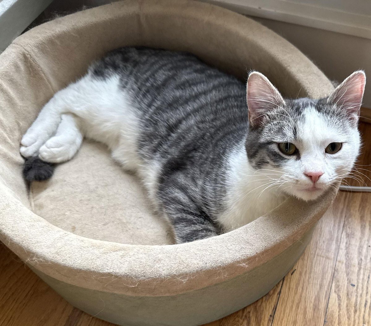 Thursday is our last Give Back Thursday with TARA

We wanted to spotlight some babies looking for their forever home!

Come dine with us on Thursday &amp; we will donate a percentage of sales to help homeless pets. 

 🐾Lucian, M
🐾Louie, M
🐾Jovie, M
🐾Mozzarella, M