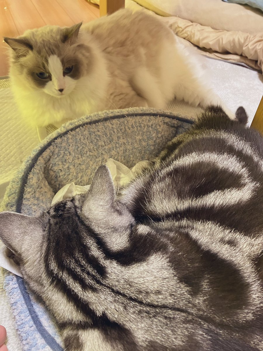 ぼんちゃんも来た。かわいいねぇ