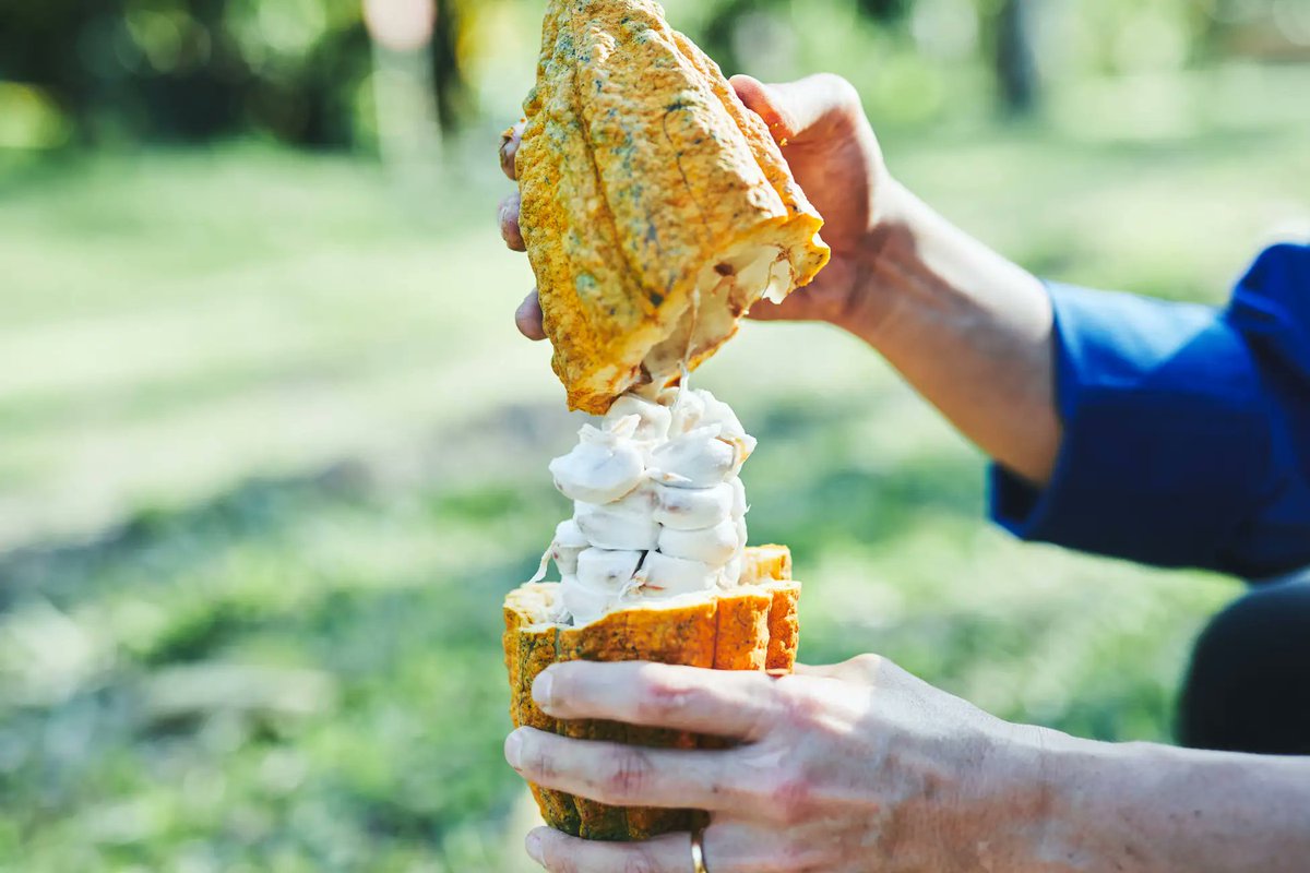 弾けるカカオの新体験を🥭🍍🥝✨ ＼ 実は、カカオは「フルーツ」である