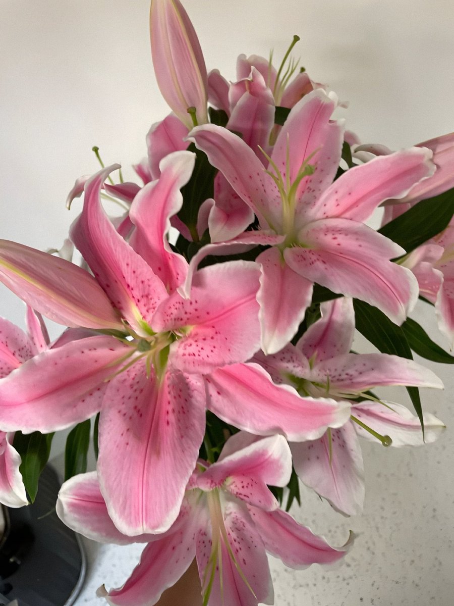 natureorearth's tweet image. lilies or tulips ?