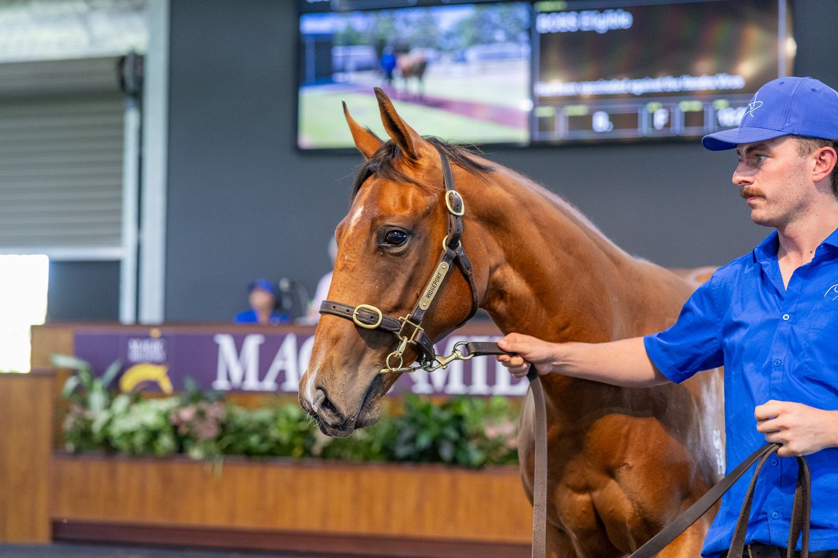 Magic Millions tweet media