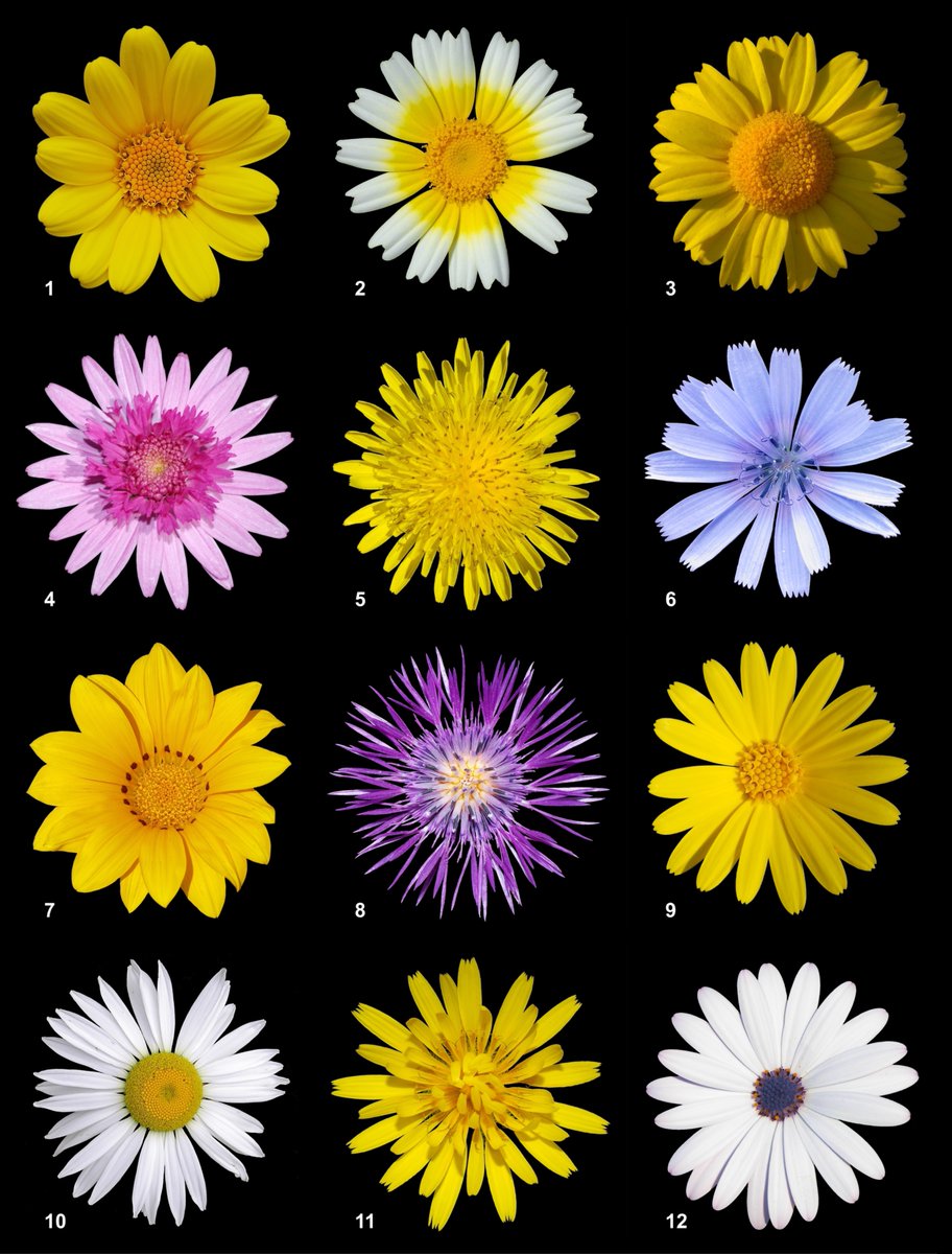 manuelacasasoli's tweet image. Comparative #genomics of Asteraceae.

"This phylogenomic synteny framework provides valuable insights into the complex evolutionary history of Asteraceae and provides a window into exploring genome evolution at deep timescales."

#Science #Biology #Evolution #Genetics