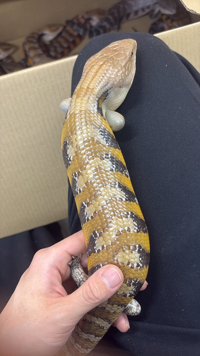RT @blackpeal7328: キタアオジタトカゲ 大量入荷！ ほんの一部です笑