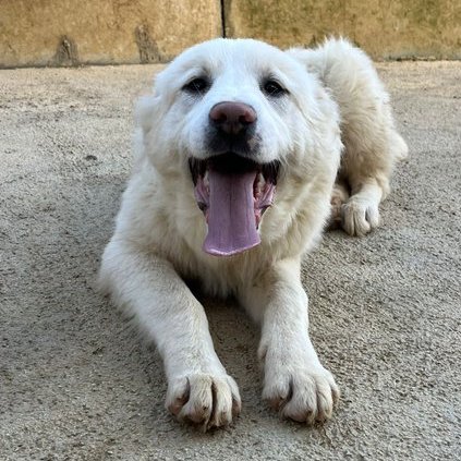 GuerraAchi97365's tweet photo. ‼️‼️‼️🚨🚨🆘🆘🏠🏠🙏🏼🙏🏼🏠
💙💙ALFIE CERCA CASA💙💙
Guardate che bellezza ♥️♥️♥️♥️
#dog #cani #adottanoncomprare #adottami #ohana #rifugio #adopt https://t.co/Tyiy7Ys7nI