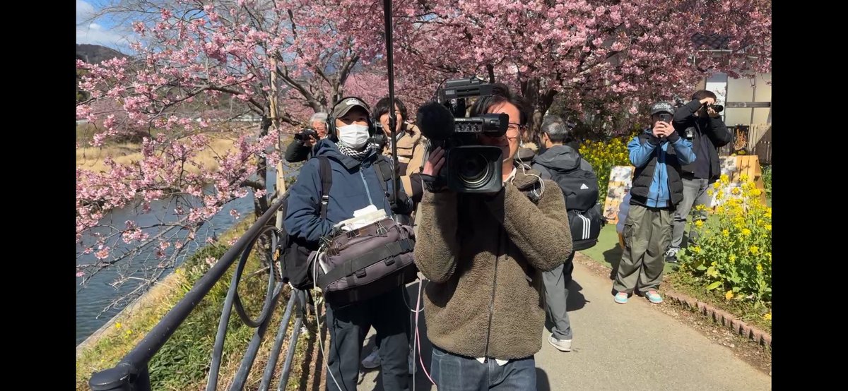 🌸つつけん🌸河津町(公認)まちづくりアンバサダー🌸河津桜の妖精🧚‍♀️ tweet media