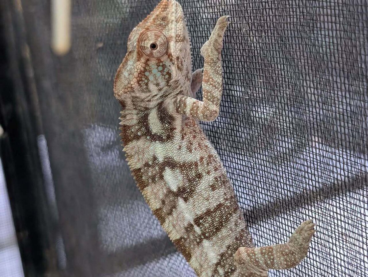 パンサーはメスもしっかり連れていきます！写真のノシベメスはもう全頭種親候補としてキープしたいですが（笑）
#レプタイルズフィーバー instagr.am/p/DU7baWfkjVD/